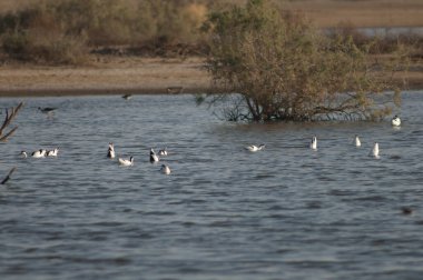 Pied avocets Recurvirostra avosetta yiyecek arıyor. Oiseaux du Djoudj Ulusal Parkı. Saint-Louis 'de. Senegal.