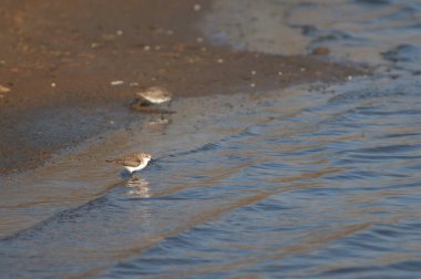 Gölde küçük bir Calidris dakikası. Oiseaux du Djoudj Ulusal Parkı. Saint-Louis 'de. Senegal.