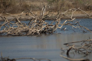 Kara kanatlı stilt Himantopus himantopus bir lagünde. Oiseaux du Djoudj Ulusal Parkı. Saint-Louis 'de. Senegal.