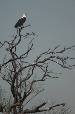 Afrika balık kartalı Haliaeetus bir ağaçta vokalist. Oiseaux du Djoudj Ulusal Parkı. Saint-Louis 'de. Senegal.