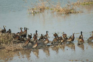 Beyaz yüzlü ıslık çalan ördekler Dendrocygna viduata. Oiseaux du Djoudj Ulusal Parkı. Saint-Louis 'de. Senegal.