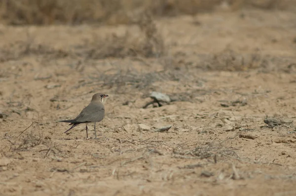 Kollarade Pratincole Glareola Pratincola Oiseaux Djoudj Nationalpark Saint Louis Senegal — Stockfoto