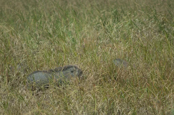 Nolan Warthogs Phacochoerus Africanus Africanus Inglês Parque Nacional Oiseaux Djoudj — Fotografia de Stock