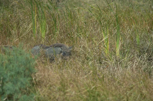 Nolan Warthogs Phacochoerus Africanus Africanus Oiseaux Djoudj国家公园 圣路易斯 塞内加尔 — 图库照片