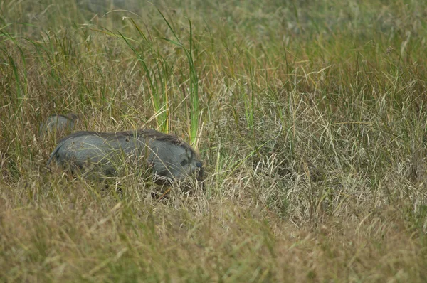 Phacochoerus Africanus Africanus Parc National Des Oiseaux Djoudj Saint Louis — Photo