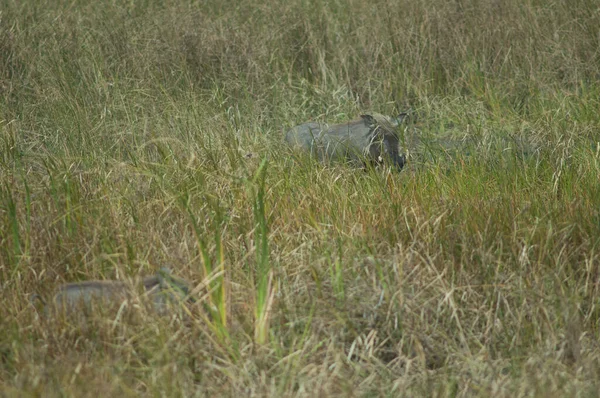 Nolan Warzenschweine Phacochoerus Africanus Africanus Oiseaux Djoudj National Park Saint — Stockfoto