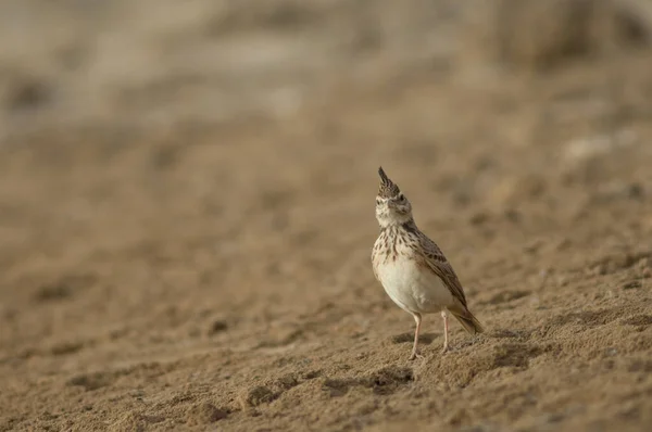 Skowronek Czubaty Galerida Cristata Parku Narodowym Oiseaux Djoudj Saint Louis — Zdjęcie stockowe