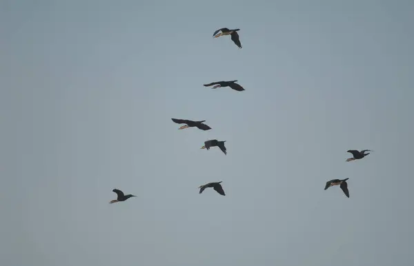 Velcí Kormoráni Phalacrocorax Carbo Letu Národní Park Oiseaux Djoudj Saint — Stock fotografie