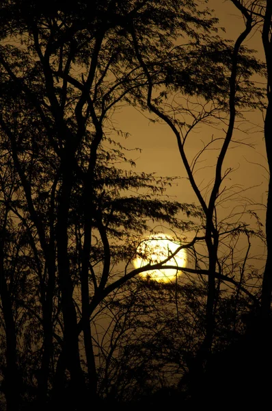 Oisaux Djoudj国立公園で夜明け セネガル — ストック写真