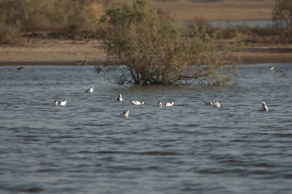 Pied Avocets Recurvirostra Avosetta Élelmet Keres Oiseaux Djoudj Nemzeti Park — Stock Fotó