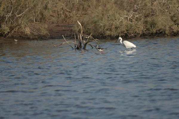 小埃格瑞塔 加泽塔和黑翼的希曼托普斯 希曼托普斯 Oiseaux Djoudj国家公园 圣路易斯 塞内加尔 — 图库照片