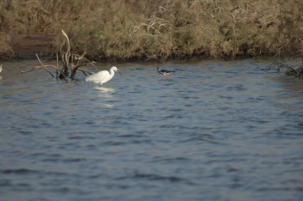 Seidenreiher Egretta Garzetta Und Stelzenläufer Himantopus Himantopus Oiseaux Djoudj National — Stockfoto