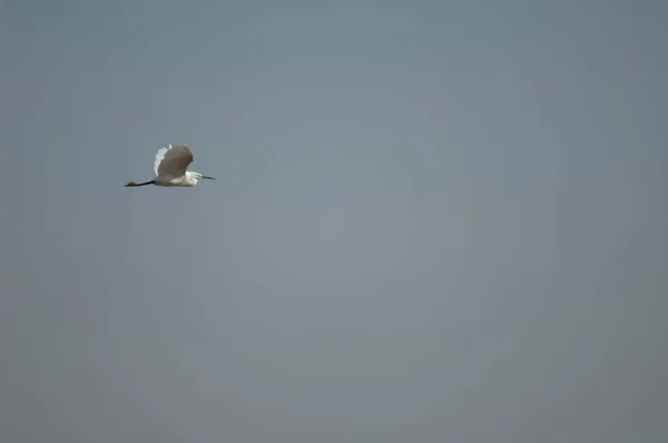 Mała Żal Egretta Garzetta Locie Park Narodowy Oiseaux Djoudj Saint — Zdjęcie stockowe
