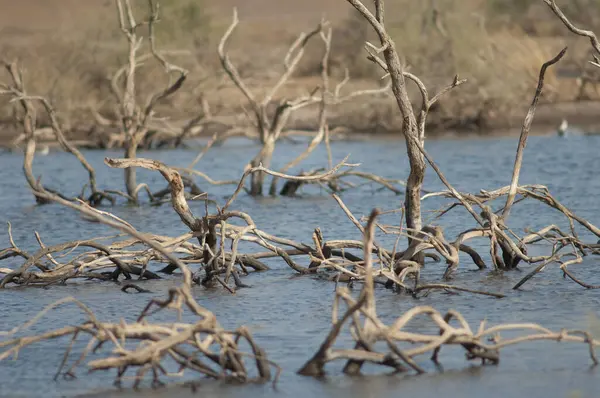 Martwe Drzewa Lagunie Park Narodowy Oiseaux Djoudj Saint Louis Senegal — Zdjęcie stockowe
