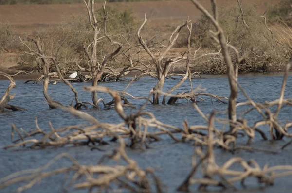 Laguna Odrobiną Żołędzia Egretta Garzetta Plamistym Czerwonym Trzonkiem Tringa Erythropus — Zdjęcie stockowe