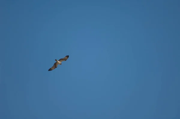 Osprey Pandion Haliaetus Repülés Közben Oiseaux Djoudj Nemzeti Park Saint — Stock Fotó