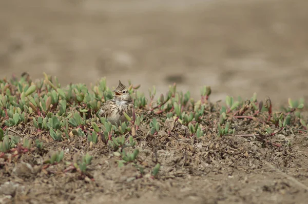 Crested Lark Galerida Cristata Singing Oiseaux Djoudj National Park Saint — Stock Photo, Image