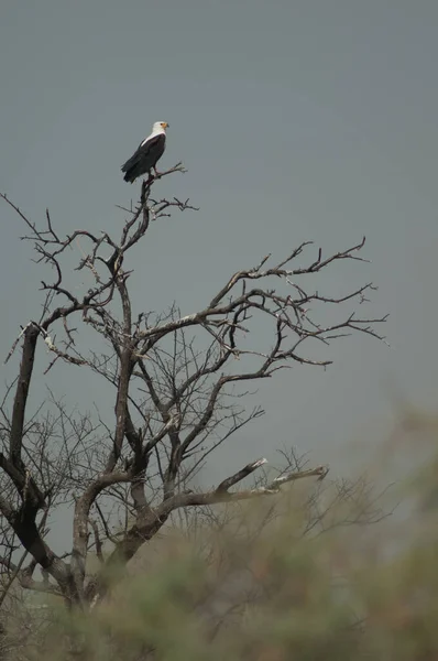Águila Pescadora Africana Haliaeetus Vocifer Árbol Parque Nacional Oiseaux Djoudj — Foto de Stock