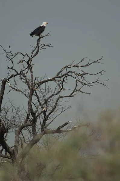 Águila Pescadora Africana Haliaeetus Vocifer Árbol Parque Nacional Oiseaux Djoudj —  Fotos de Stock