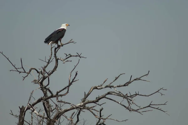 Águila Pescadora Africana Haliaeetus Vocifer Árbol Parque Nacional Oiseaux Djoudj — Foto de Stock