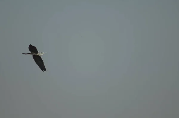 Серая Цапля Ардея Полете Национальный Парк Oiseaux Djoudj Сент Луис — стоковое фото