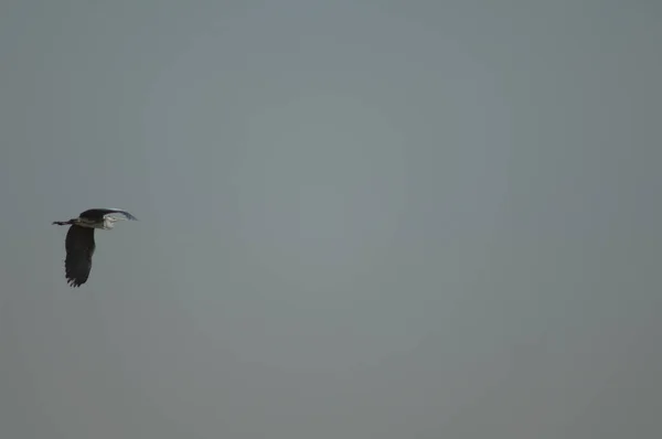 Garça Cinzenta Ardea Cinerea Voo Parque Nacional Oiseaux Djoudj Saint — Fotografia de Stock