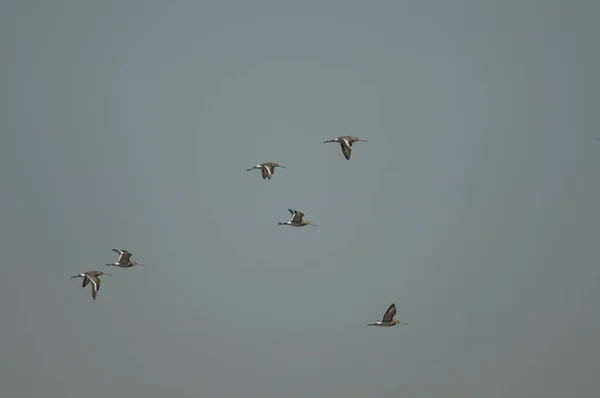 Uferschnepfen Limosa Limosa Auf Der Flucht Oiseaux Djoudj National Park — Stockfoto