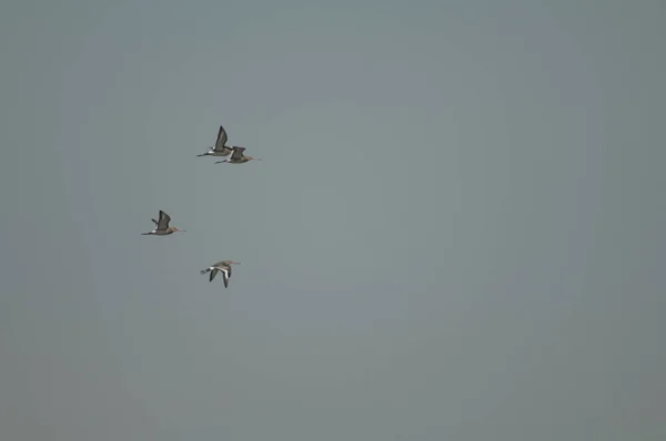 Fekete Farkú Limosa Limóza Repülés Közben Oiseaux Djoudj Nemzeti Park — Stock Fotó