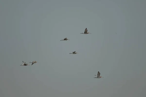 Fekete Farkú Limosa Limóza Repülés Közben Oiseaux Djoudj Nemzeti Park — Stock Fotó