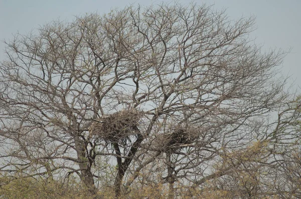 Nests of African fish eagle Haliaeetus vocifer. New nest to the left and old nest to the right. Oiseaux du Djoudj National Park. Saint-Louis. Senegal.