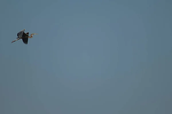 Mor Balıkçıl Ardea Purpurea Uçuyor Oiseaux Djoudj Ulusal Parkı Saint — Stok fotoğraf