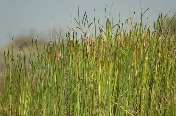 Πλατύφυλλα Γατάκια Typha Latifolia Στο Εθνικό Πάρκο Oiseaux Djoudj Σεντ — Φωτογραφία Αρχείου