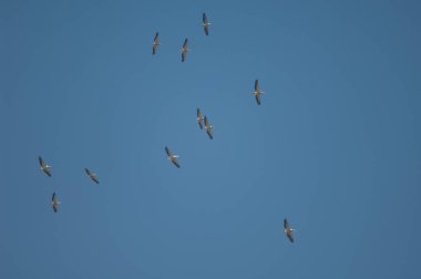 Büyük beyaz pelikanlar Pelecanus onocrotalus uçuyor. Oiseaux du Djoudj Ulusal Parkı. Saint-Louis 'de. Senegal.