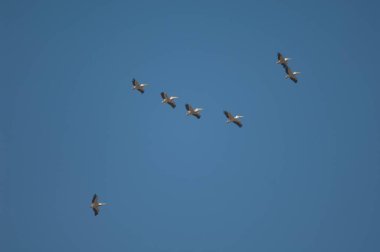 Büyük beyaz pelikanlar Pelecanus onocrotalus uçuyor. Oiseaux du Djoudj Ulusal Parkı. Saint-Louis 'de. Senegal.