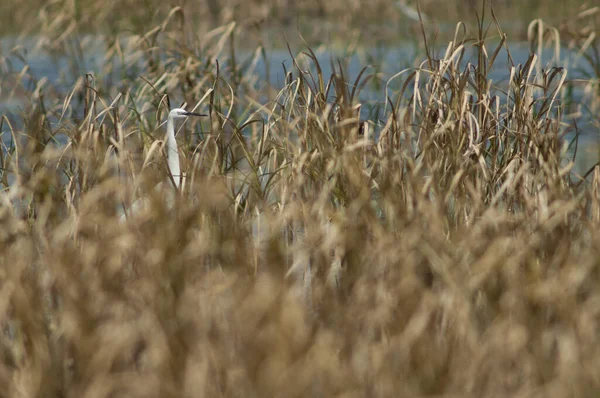 Silberreiher Egretta Garzetta Inmitten Der Vegetation Oiseaux Djoudj National Park — Stockfoto