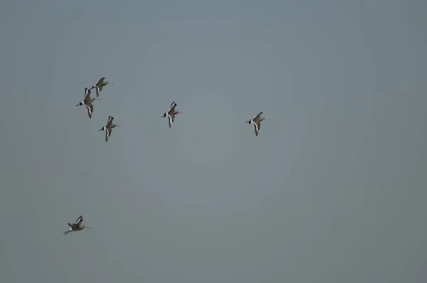 Black Tailed Godwits Limosa Limosa Flight Oiseaux Djoudj National Park — Stock Photo, Image