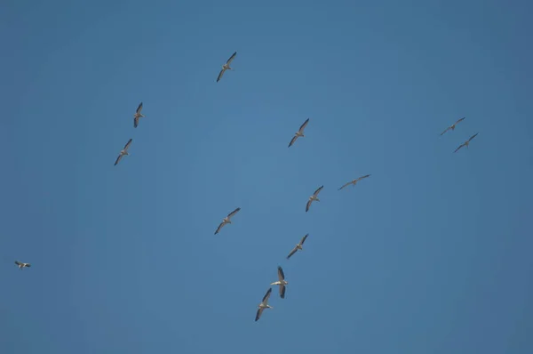 Velcí Bílí Pelikáni Pelecanus Onocrotalus Letu Národní Park Oiseaux Djoudj — Stock fotografie