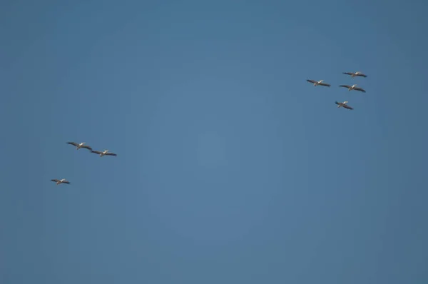 Büyük Beyaz Pelikanlar Pelecanus Onocrotalus Uçuyor Oiseaux Djoudj Ulusal Parkı — Stok fotoğraf