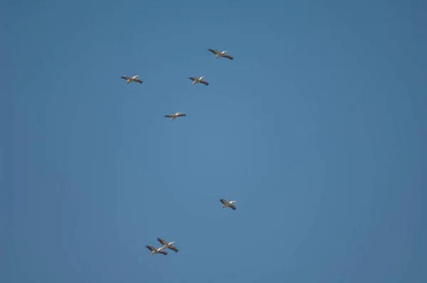 Grandes Pelícanos Blancos Pelecanus Onocrotalus Vuelo Parque Nacional Oiseaux Djoudj —  Fotos de Stock