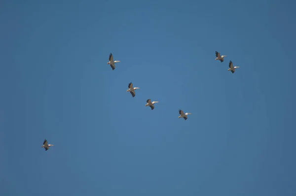 Grote Witte Pelikanen Pelecanus Onocrotalus Tijdens Vlucht Nationaal Park Oiseaux — Stockfoto