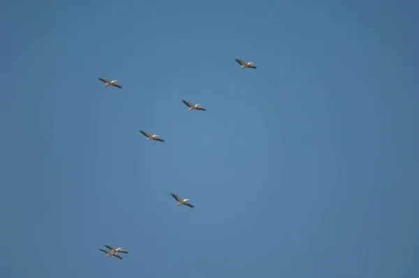 Grote Witte Pelikanen Pelecanus Onocrotalus Tijdens Vlucht Nationaal Park Oiseaux — Stockfoto