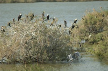 Gri balıkçıllı Ardea Cinerea, harika karabataklar Phalacrocorax karbonhidrat ve kamış karabatakları Microcarbo africanus. Oiseaux du Djoudj. Saint-Louis 'de. Senegal.