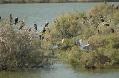 Gri balıkçıllı Ardea Cinerea, harika karabataklar Phalacrocorax karbonhidrat ve kamış karabatakları Microcarbo africanus. Oiseaux du Djoudj. Saint-Louis 'de. Senegal.