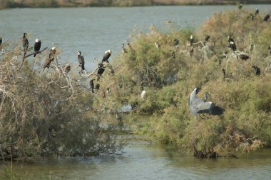 Gri balıkçıllı Ardea Cinerea, harika karabataklar Phalacrocorax karbonhidrat ve kamış karabatakları Microcarbo africanus. Oiseaux du Djoudj. Saint-Louis 'de. Senegal.