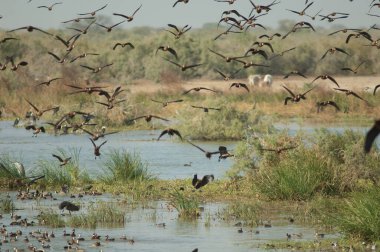 Beyaz yüzlü ıslık çalan ördekler Dendrocygna viduata. Oiseaux du Djoudj Ulusal Parkı. Saint-Louis 'de. Senegal.