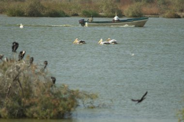 Büyük beyaz pelikanlar Pelecanus onocrotalus ve bir teknedeki ulusal parkın bekçileri. Oiseaux du Djoudj Ulusal Parkı. Saint-Louis 'de. Senegal.
