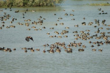 Beyaz yüzlü ıslık çalan ördekler Dendrocygna viduata. Oiseaux du Djoudj Ulusal Parkı. Saint-Louis 'de. Senegal.