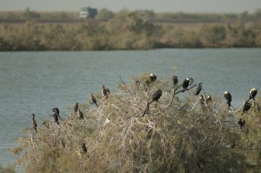 Büyük karabataklar Phalacrocorax karbonhidrat, arka planda kamış karabatakları Microcarbo africanus ve kamyon. Oiseaux du Djoudj. Saint-Louis 'de. Senegal.