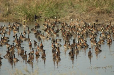Beyaz yüzlü ıslık çalan ördekler Dendrocygna viduata. Oiseaux du Djoudj Ulusal Parkı. Saint-Louis 'de. Senegal.