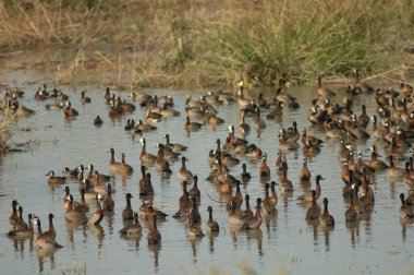 Beyaz yüzlü ıslık çalan ördekler Dendrocygna viduata. Oiseaux du Djoudj Ulusal Parkı. Saint-Louis 'de. Senegal.
